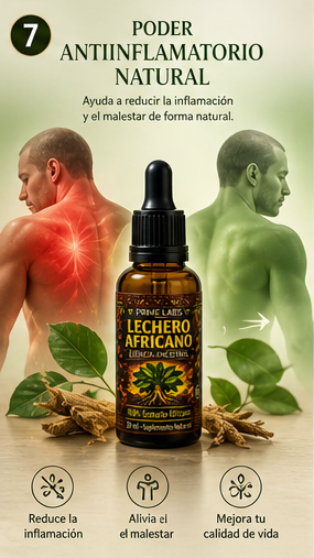 LECHERO AFRICANO PREMIUN